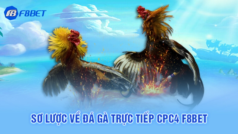 Đá Gà Trực Tiếp CPC4 Tại F8bet 2 Sơ lược về đá gà trực tiếp cpc4 F8bet